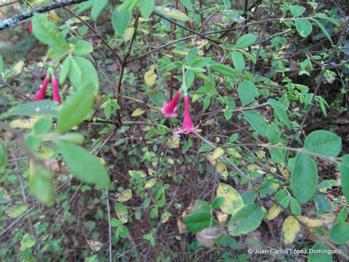 Lonicera mexicana — photo
