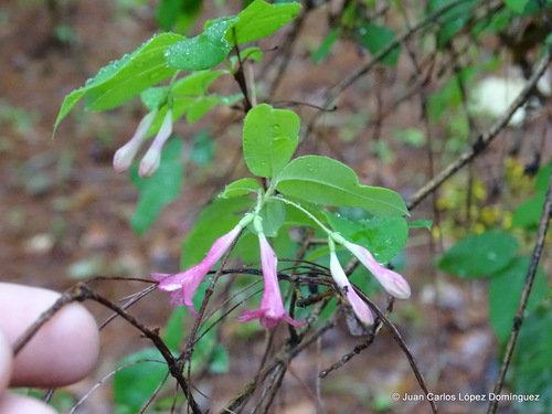Lonicera mexicana — photo