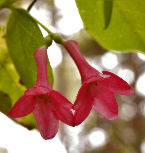 Lonicera mexicana