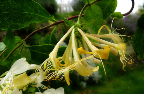 Lonicera periclymenum — photo