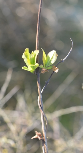 Lonicera periclymenum — photo