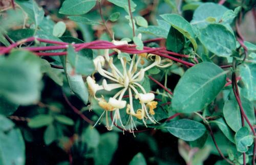 Lonicera periclymenum subsp. hispanica — photo