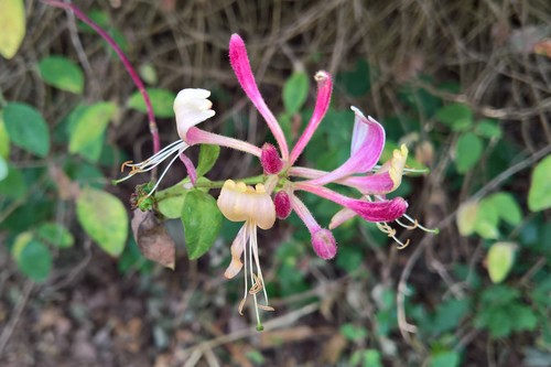 Lonicera periclymenum subsp. hispanica — photo