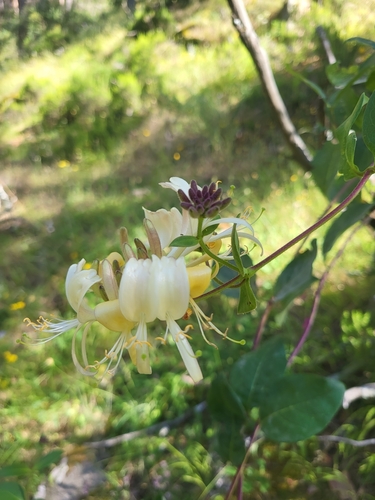Lonicera periclymenum subsp. hispanica