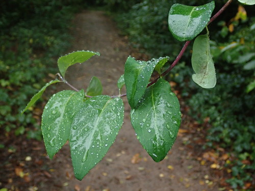 Lonicera periclymenum