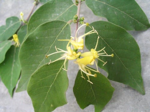 Lonicera quinquelocularis — photo