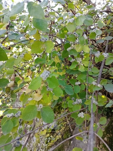 Lonicera quinquelocularis — photo