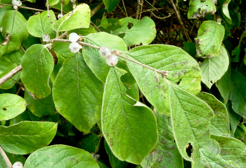 Lonicera quinquelocularis