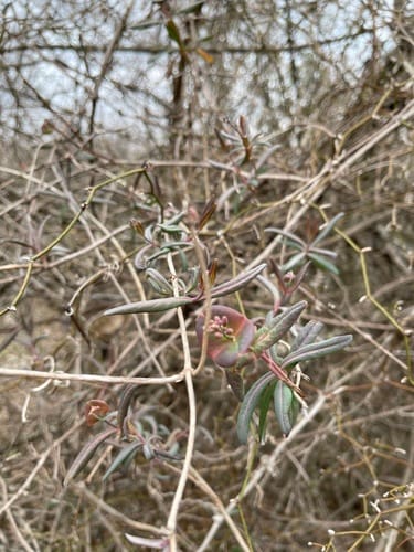 Lonicera sempervirens — photo