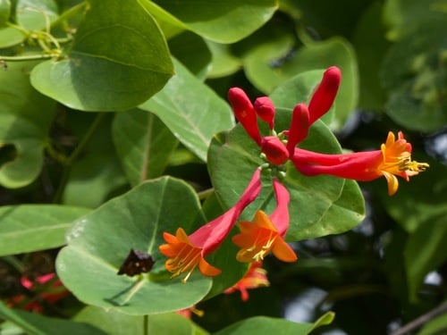 Lonicera sempervirens