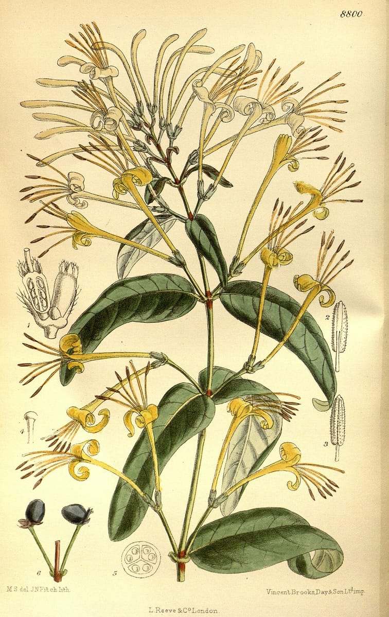 Lonicera similis — photo