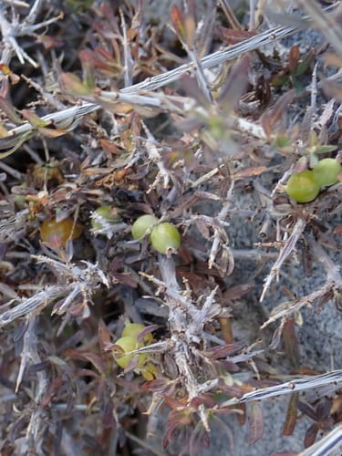 Lonicera spinosa — photo