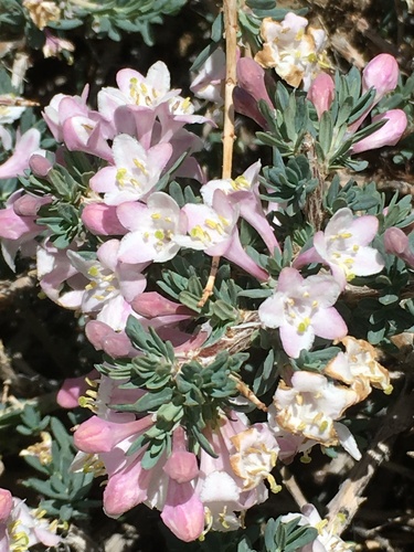 Lonicera spinosa