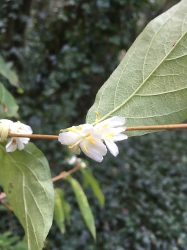 Lonicera standishii — photo