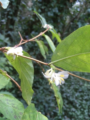 Lonicera standishii — photo