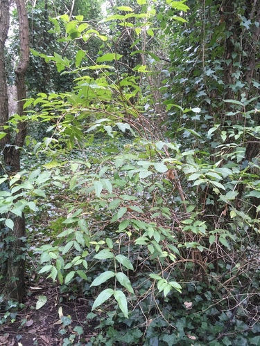 Lonicera standishii