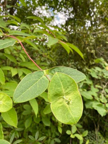 Lonicera tragophylla — photo
