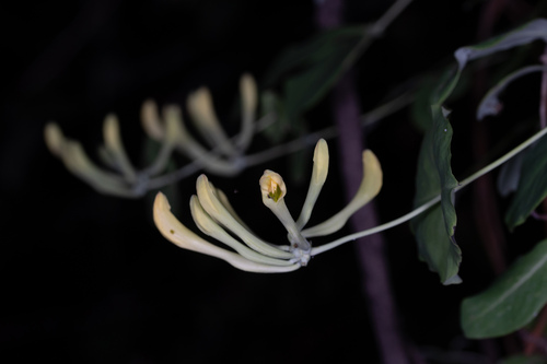 Lonicera tragophylla