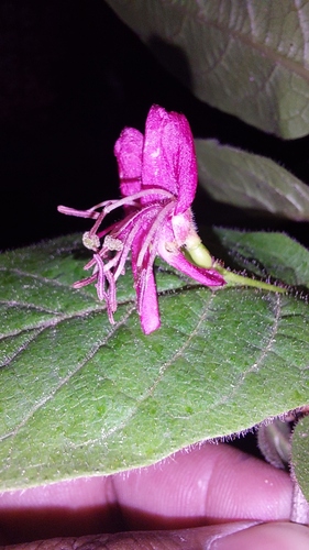 Lonicera webbiana — photo