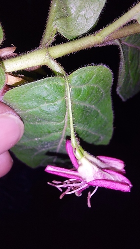 Lonicera webbiana — photo