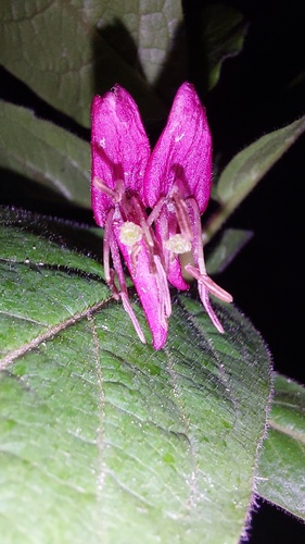 Lonicera webbiana