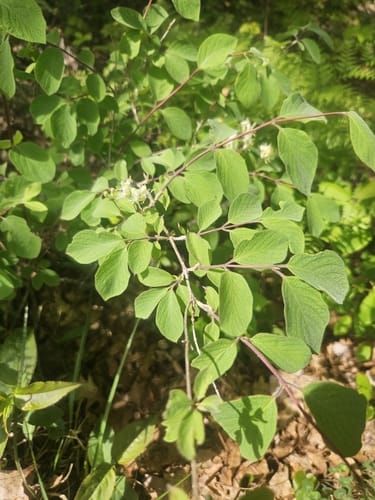 Lonicera xylosteum — photo