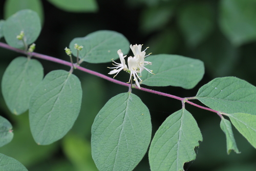 Lonicera xylosteum