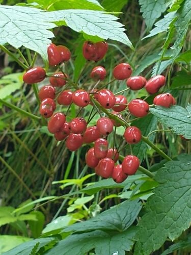 Red Baneberry — photo 3