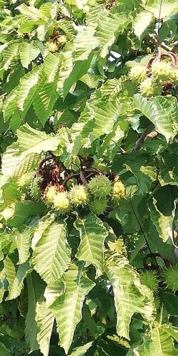 Horse Chestnut (Conker) — photo 3
