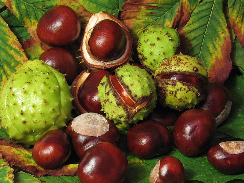 Horse Chestnut (Conker)
