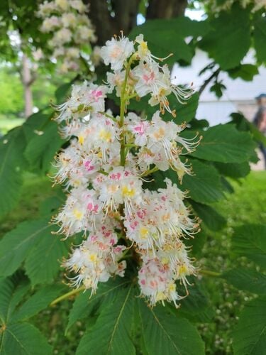 Horse Chestnut (Conker) — photo 2