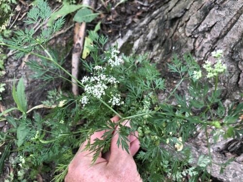 Fool's Parsley — photo 3