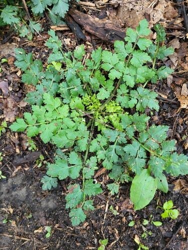 Fool's Parsley — photo 2