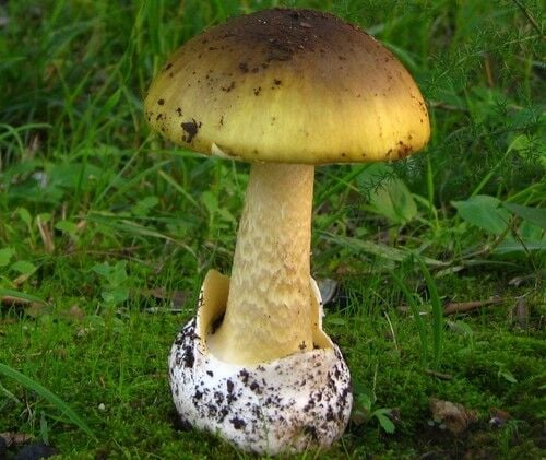 Death Cap — photo 3