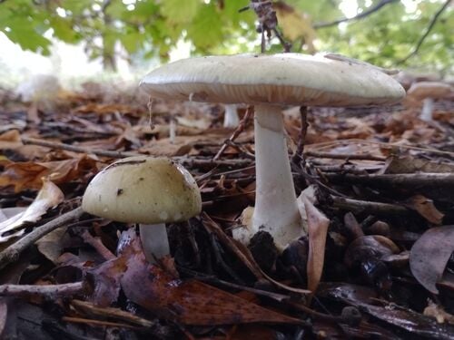 Death Cap — photo 2