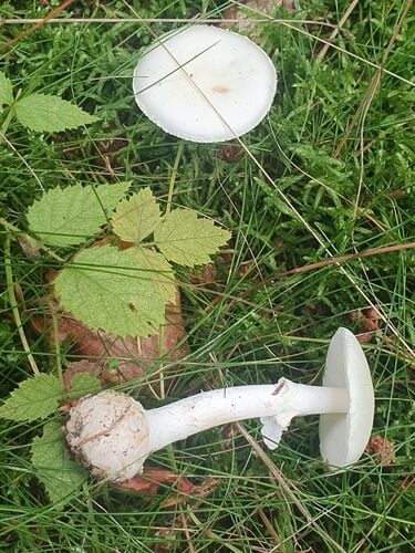 Destroying Angel — photo 3