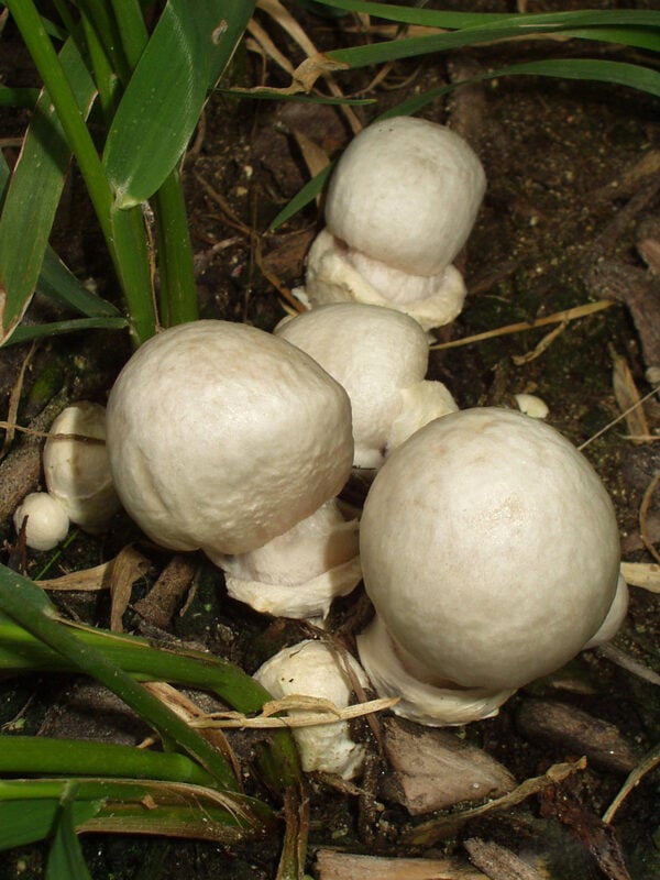Destroying Angel
