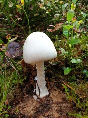 Destroying Angel — photo 2
