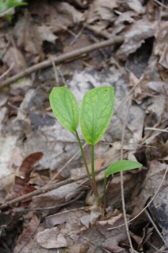 Lords-and-Ladies (Cuckoo Pint) — photo 3