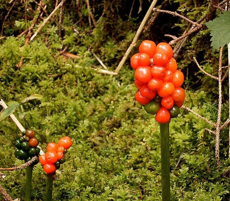 Lords-and-Ladies (Cuckoo Pint)