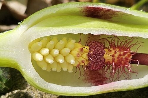 Lords-and-Ladies (Cuckoo Pint) — photo 2