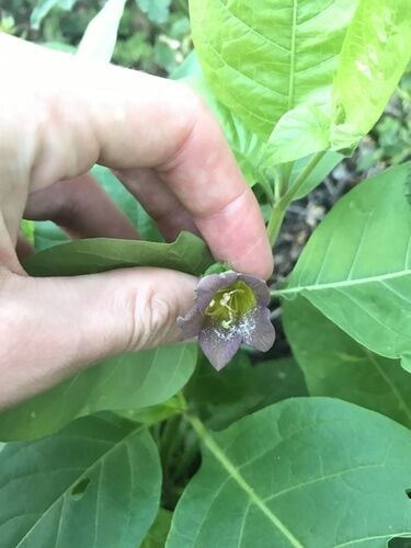 Deadly Nightshade — photo 3