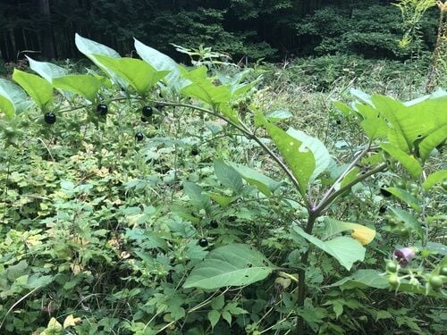Deadly Nightshade — photo 2