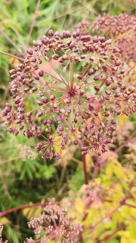 Water Hemlock — photo 3