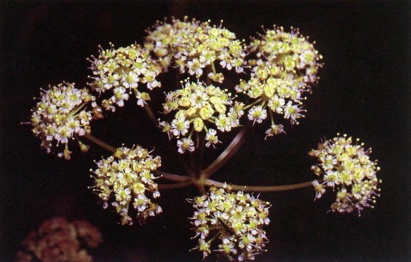 Water Hemlock
