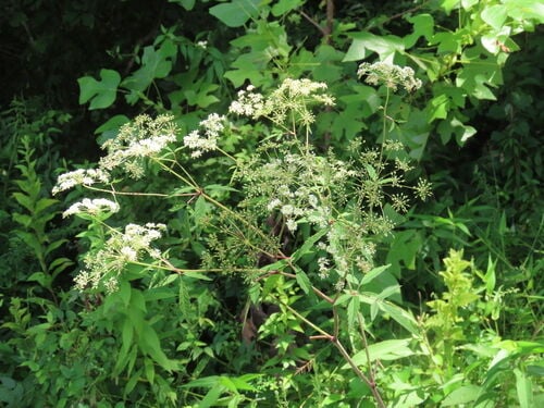 Water Hemlock — photo 2