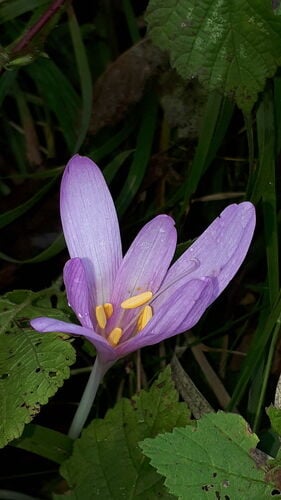 Autumn Crocus — photo 3