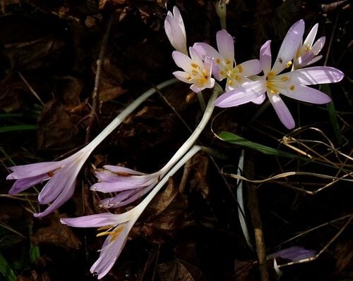 Autumn Crocus — photo 2
