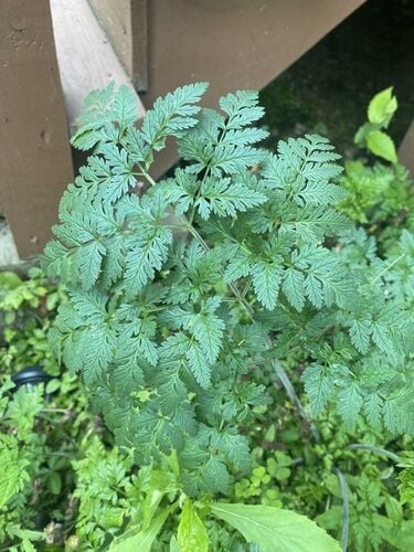 Poison Hemlock — photo 3