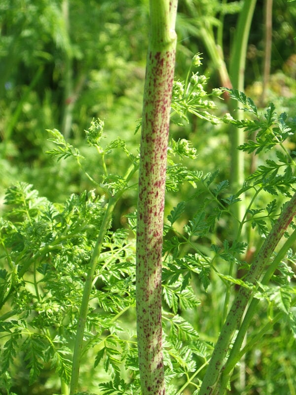 Poison Hemlock